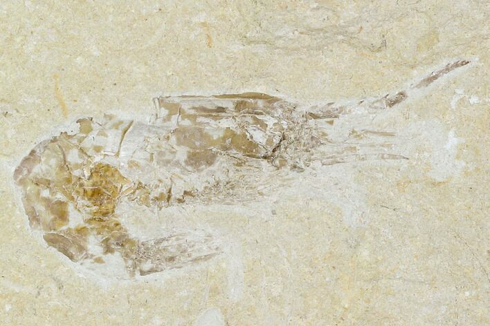 Cretaceous Fossil Shrimp - Lebanon #107442